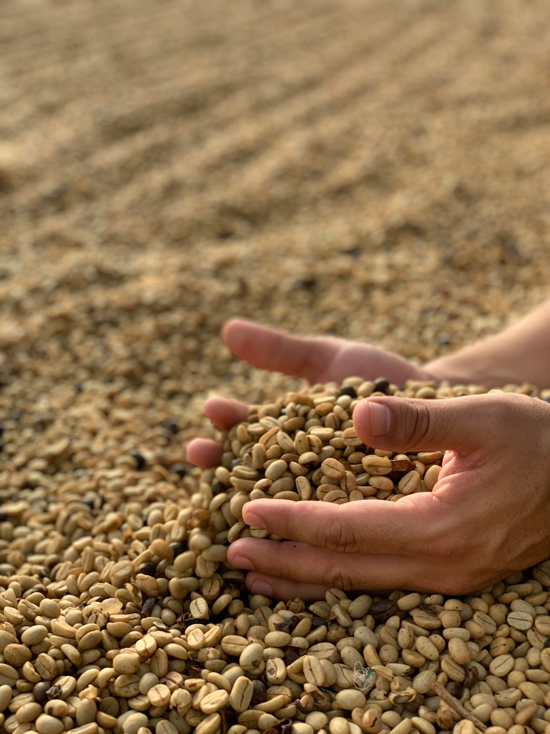 Green Coffee Beans